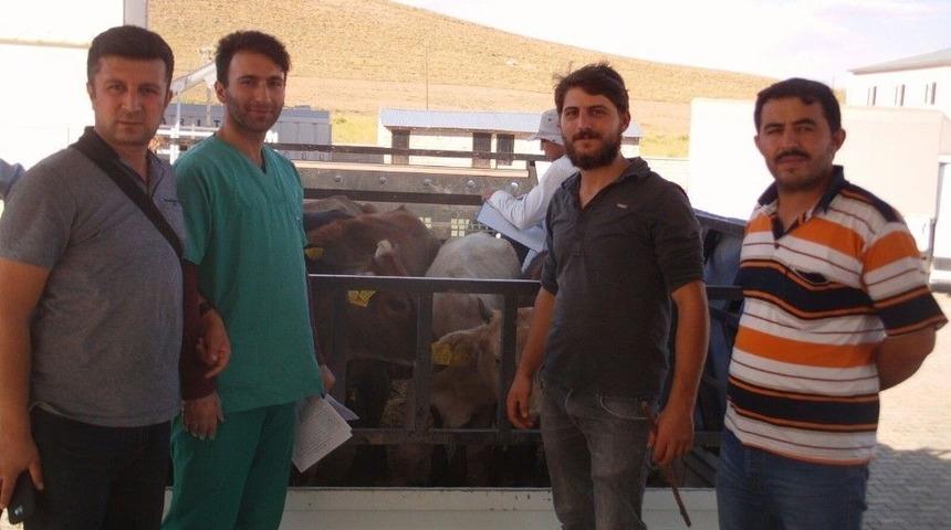 &Ouml;zalplı Gen&ccedil; &Ccedil;ift&ccedil;ilere Havyan Dağıtımı