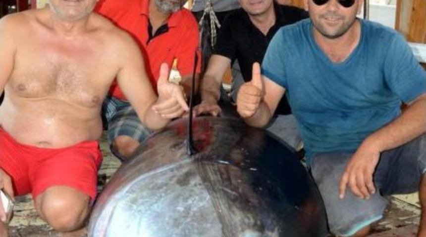 G&uuml;ll&uuml;k K&ouml;rfezi'nde Dev Orkinos Avladılar