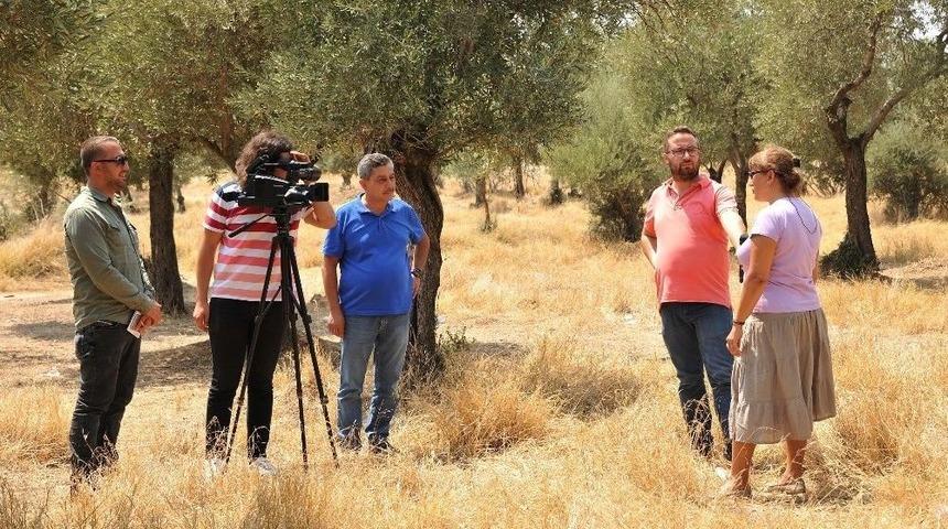 Ad&uuml;&rsquo;n&uuml;n Zeytinleri Medyaya Taşınıyor