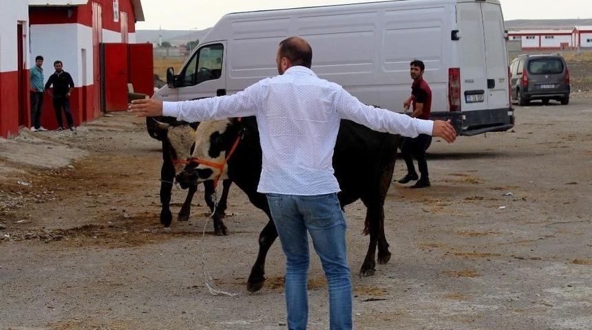 Ka&ccedil;an Kurbanlıklar Sahiplerine Zor Anlar Yaşattı