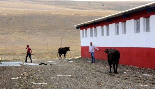 Kaçan Kurbanlıklar Sahiplerine Zor Anlar Yaşattı