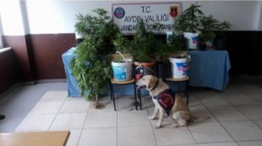 Efeler&rsquo;de Jandarmadan Uyuşturucu Operasyonu