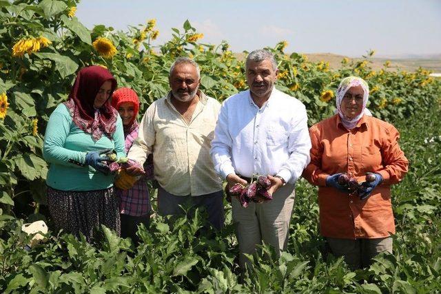 Kayseri’ye Toplu Besi Bölgesi Yapılacak