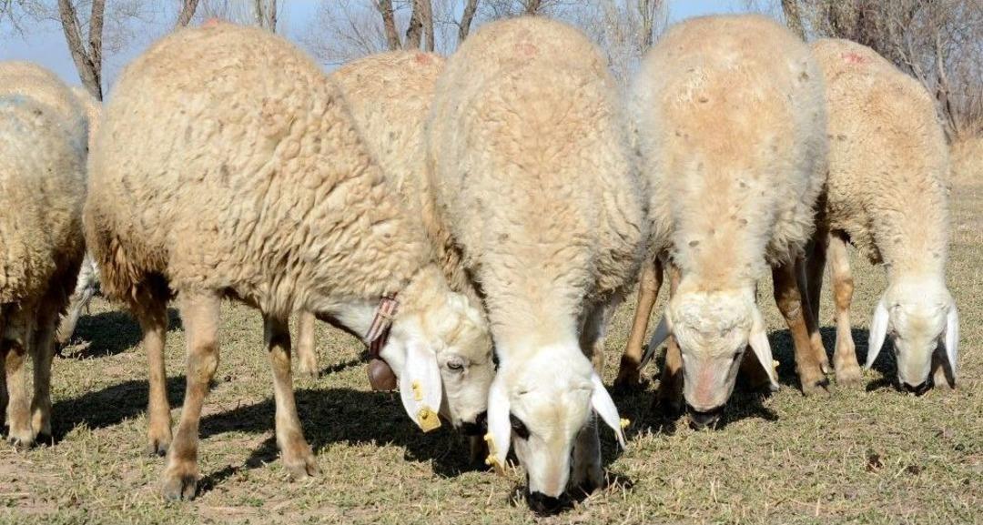 (&ouml;zel Haber) Kurban Bayramı&rsquo;nda &lsquo;koyun Kurban Edin&rsquo; &Ccedil;ağrısı