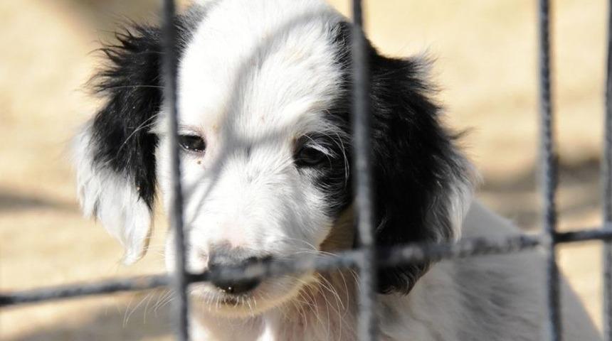 Sokaktaki Hayvanlar Bakımeviyle Hayata D&ouml;n&uuml;yor