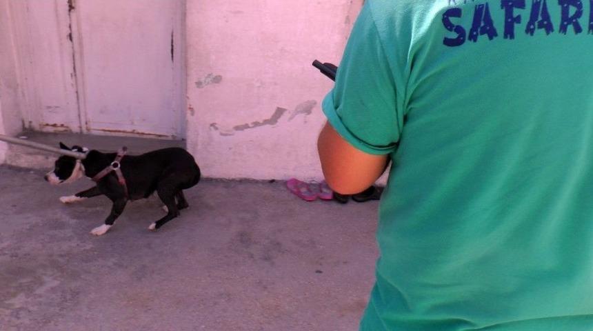 Polis Baskınında Pitbul Tedirginliği