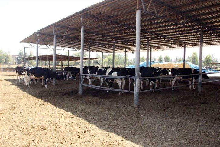 (özel Haber) Türk Bilim Adamları Kurban Bayramında Kesilen Hayvanın Acı Çekip Çekmediğini Araştırdı G2