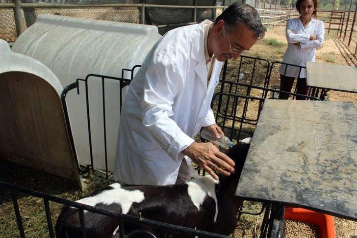 (özel Haber) Türk Bilim Adamları Kurban Bayramında Kesilen Hayvanın Acı Çekip Çekmediğini Araştırdı G4