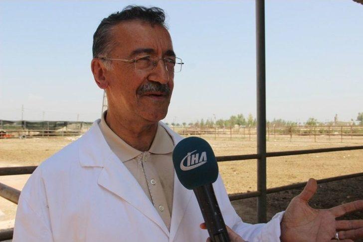 (özel Haber) Türk Bilim Adamları Kurban Bayramında Kesilen Hayvanın Acı Çekip Çekmediğini Araştırdı G5