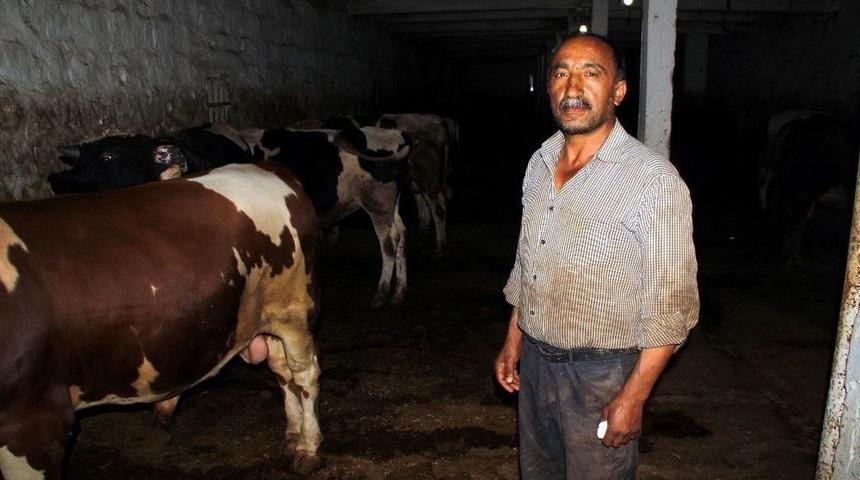 (&ouml;zel Haber) Araba Fiyatına Kurbanlık