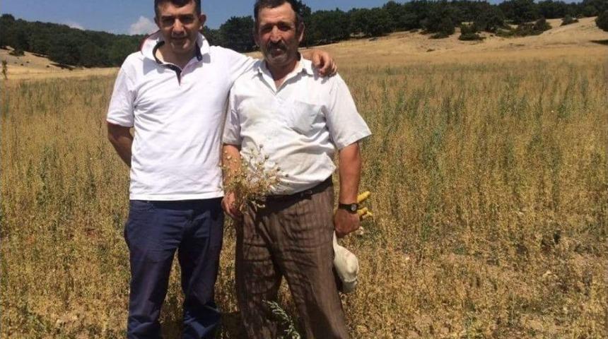 Aslanapa&rsquo;da Kekik Ve &Ccedil;&ouml;rek Otu &Uuml;retimi Yaygınlaşıyor