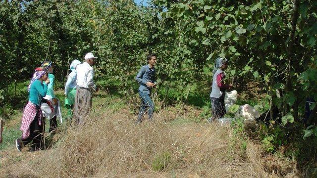 Fındık İşçilerinin Zor Yaşamı