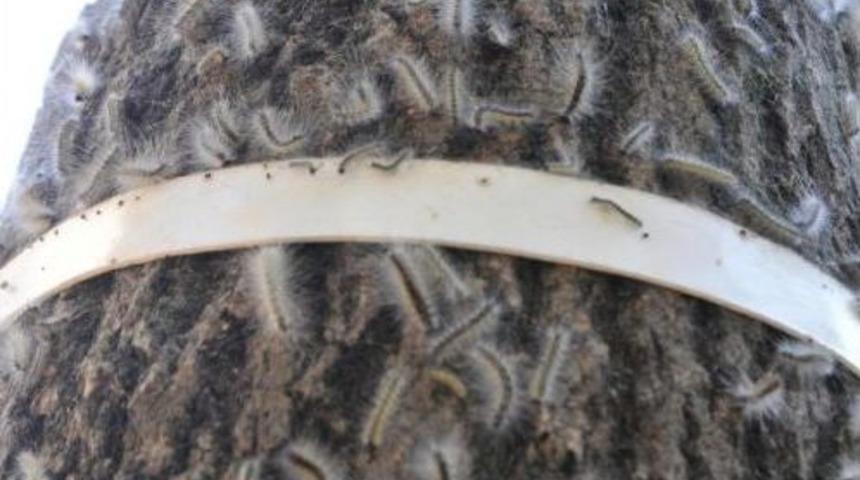 Kocaeli'de Bir Sokağı Tırtıllar Bastı