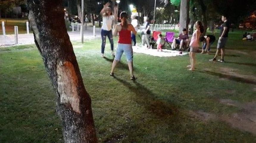 'ağa&ccedil; Kurdu Sanatı'