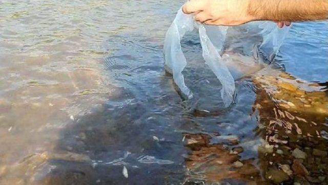 Çanakkale'de 9 Gölete 105 Bin Yavru Sazan Balığı Salındı
