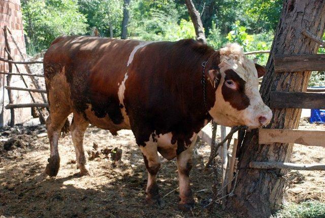 İki Tonluk ’sarı Boğa’ Görücüye Çıktı