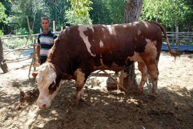 İki Tonluk ’sarı Boğa’ Görücüye Çıktı