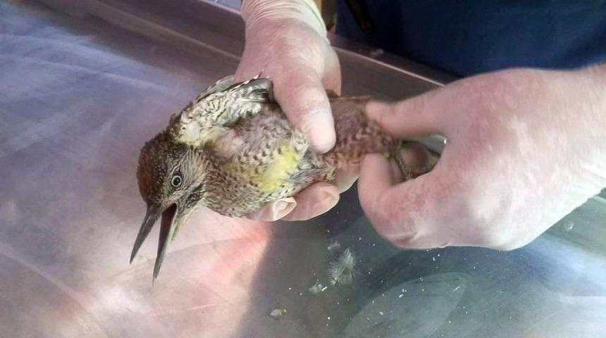 Yaralı Halde Bulunan &Ccedil;ulluk Kuşu Tedavi Altına Alındı