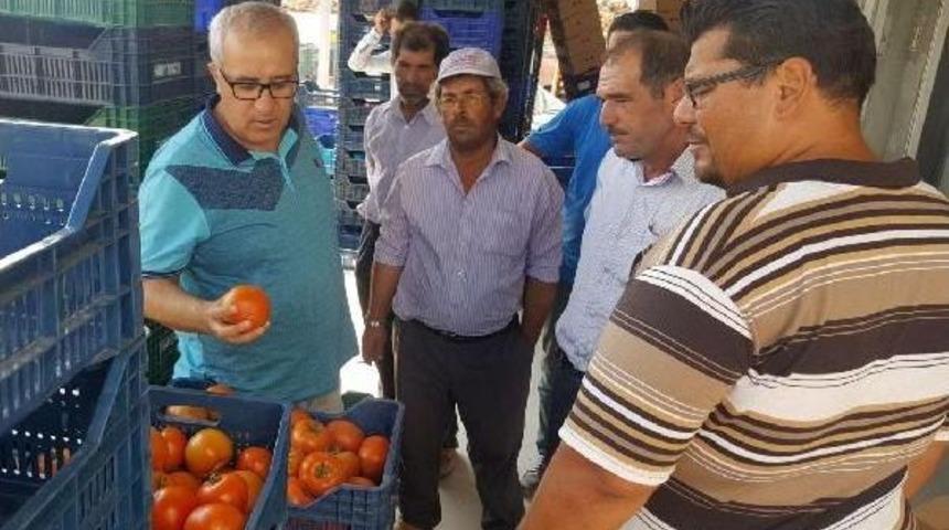 Katar'a, &Ccedil;ameli Domatesi