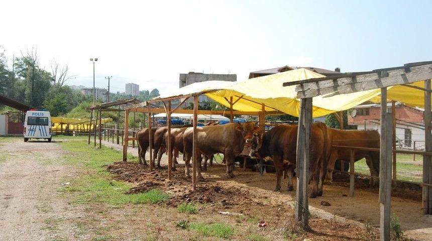 Kurbanlıklar Alıcı Bekliyor