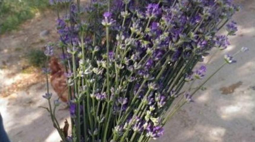 Lavanta Ve Salep Yetiştiriciliği Orta Anadolu &Ccedil;ift&ccedil;isinin Y&uuml;z&uuml;n&uuml; G&uuml;ld&uuml;recek