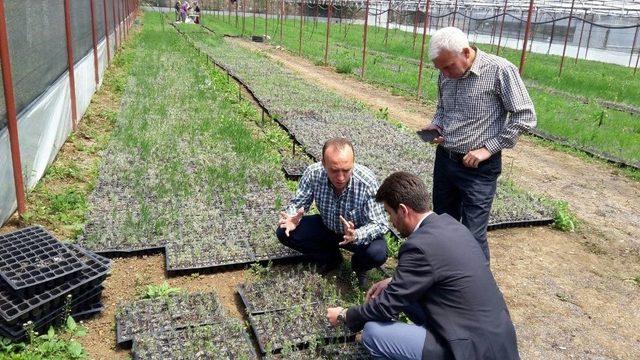 Lavanta Ve Salep Yetiştiriciliği Orta Anadolu Çiftçisinin Yüzünü Güldürecek