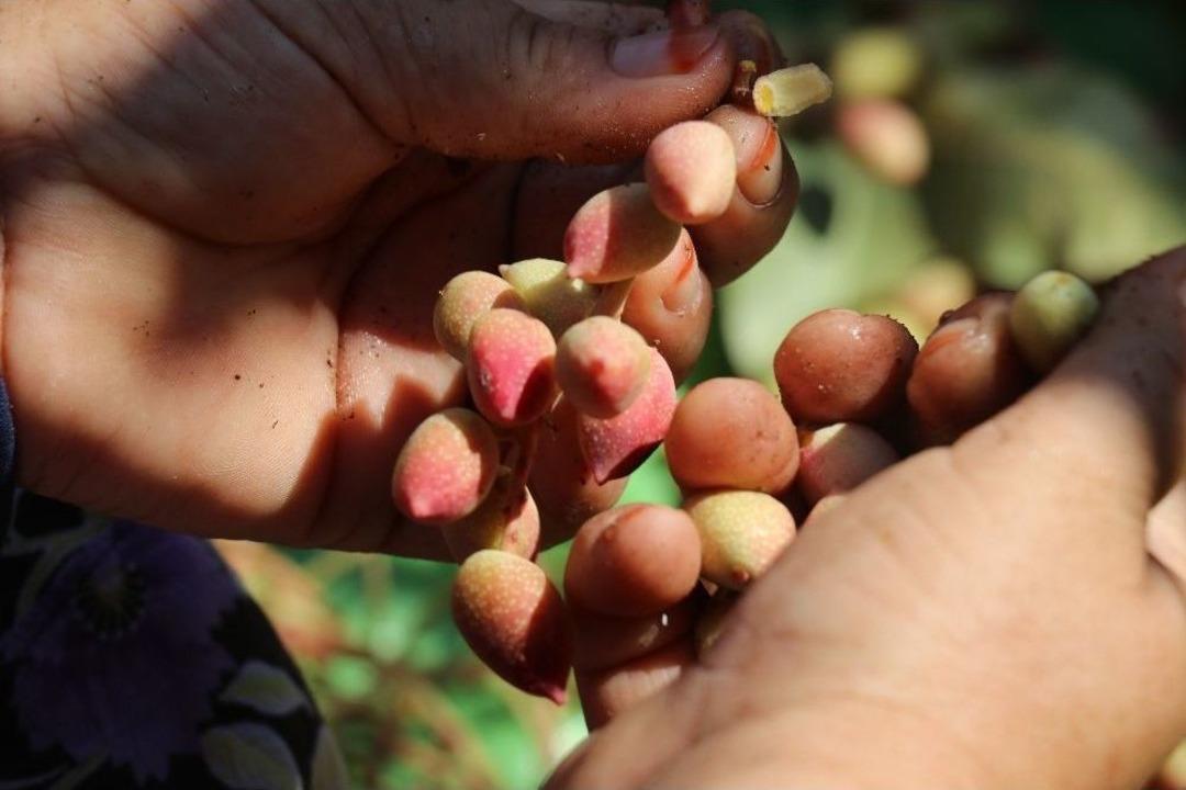 Davullu Zurnalı Antep Fıstığı Hasadı