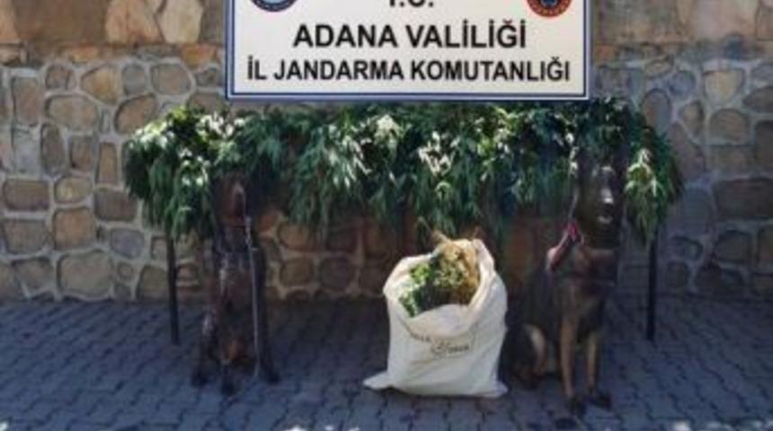 Adana’da Çiftlik Ve Bağ Evlerine Uyuşturucu Operasyonu
