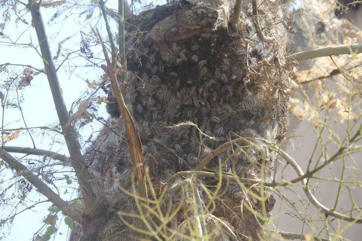 Tırtılların İstila Ettiği Sokakta 4 Gündür Korku İle Yaşıyorlar G1