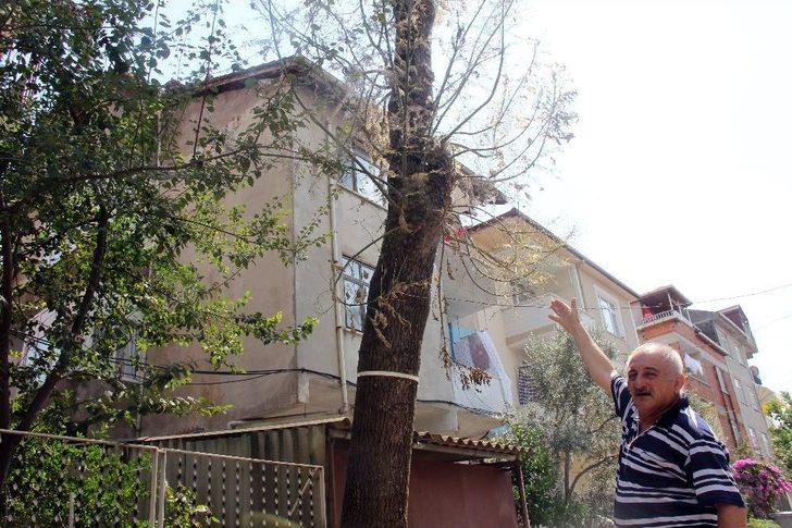 Tırtılların İstila Ettiği Sokakta 4 Gündür Korku İle Yaşıyorlar G2