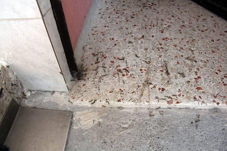 Tırtılların İstila Ettiği Sokakta 4 Gündür Korku İle Yaşıyorlar G4