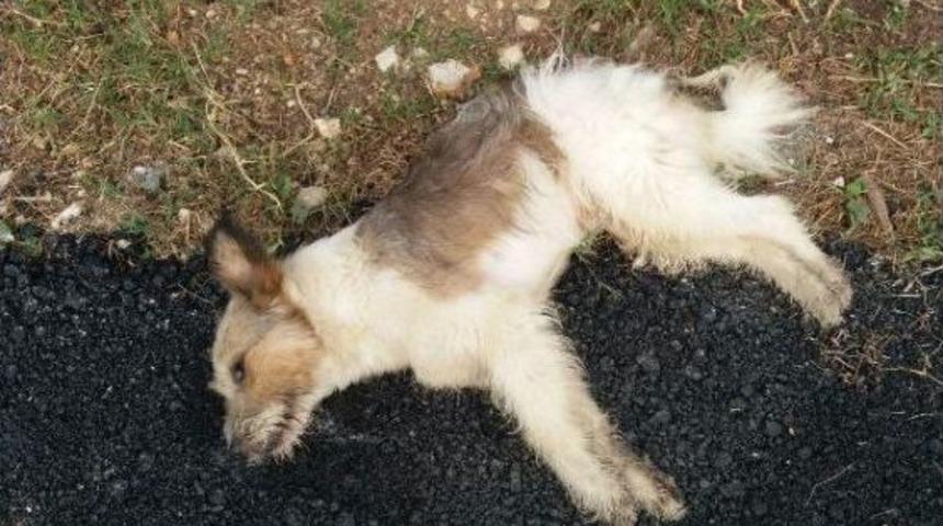 Fındık Bah&ccedil;elerine Atılan Zehirli Etten Yiyen Hayvanlar Telef Oldu