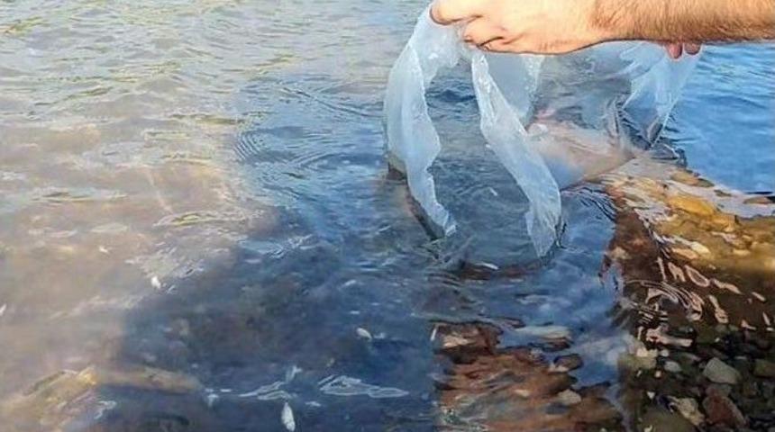 &Ccedil;anakkale&rsquo;de 105 Bin Sazan Yavrusu G&ouml;letlere Salındı