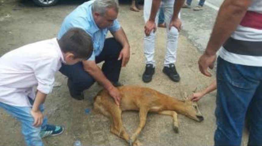 Yola Fırlayan Yavru Ceylana Otomobil &Ccedil;arptı