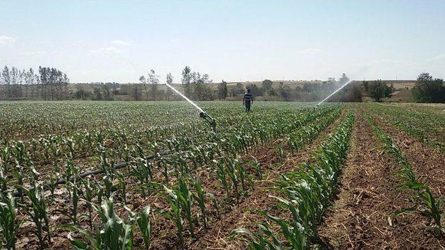 Çiftçi İkinci Mahsul Sulama Mesaisinde