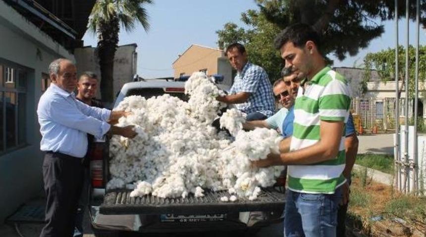S&ouml;ke Ovası'nda Sezonun Ilk Pamuk Hasadı Yapıldı