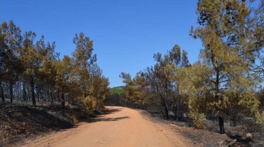 Kaymakam Nazlı: Yanan Her Ağaç, Geleceğimize Bırakacağımız Kara Miras Olacaktır