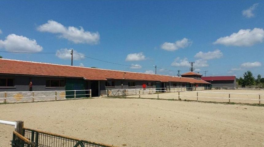 Silivri&rsquo;de Kurtlar K&ouml;ye İndi, Milyonluk Atlar Telef Oldu