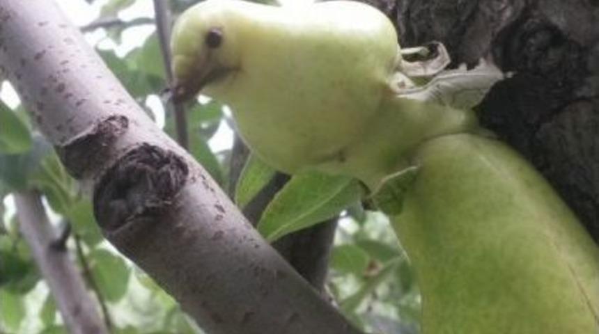 (&ouml;zel Haber) Kuş Değil Armut
