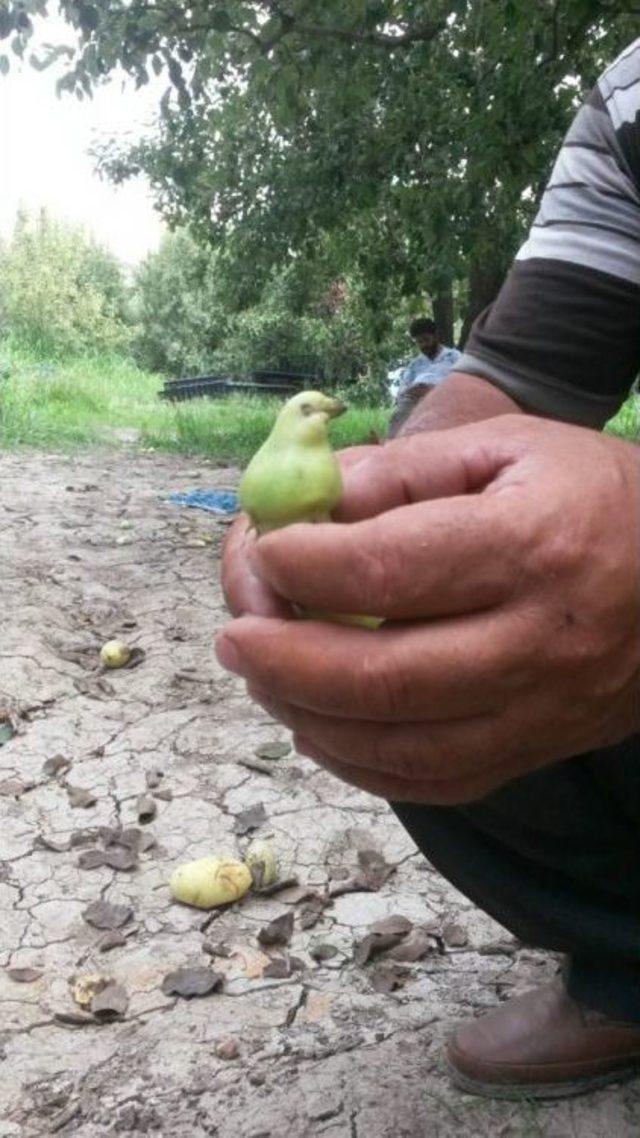 (özel Haber) Kuş Değil Armut