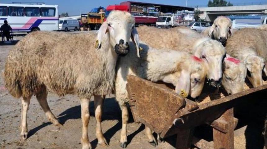 Bayramda Acemi Kasap Uyarısı