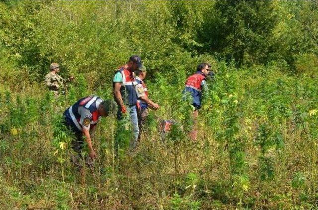 Orhangazi’De Drone’Lu Uyuşturucu Operasyonu