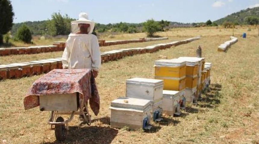 Mor Mucizeden Bal Damlıyor