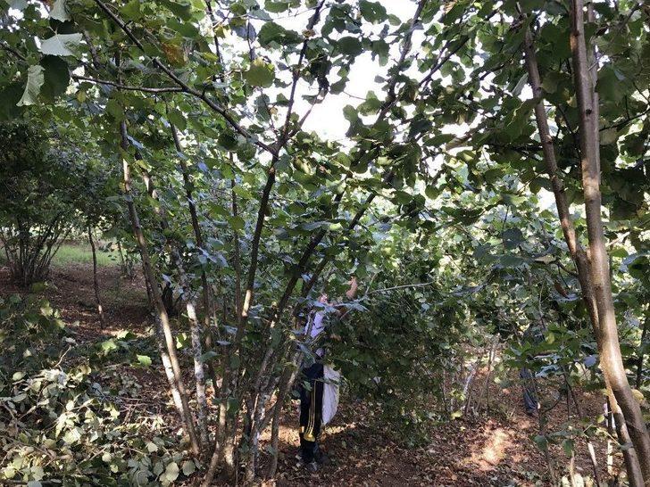 Mevsimlik Fındık İşçileri Kamp Alanında Konaklıyor G3