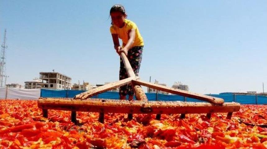 Şanlıurfalılar'ın 'acı' Telaşı; Isot Sezonu Başladı