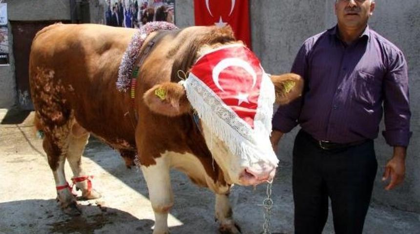 Dev Boğa 'kıllı-2', Araba Fiyatına