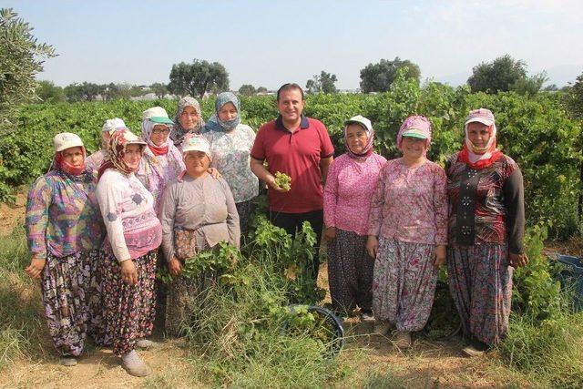 Başkan Soylu Üzüm Kesti