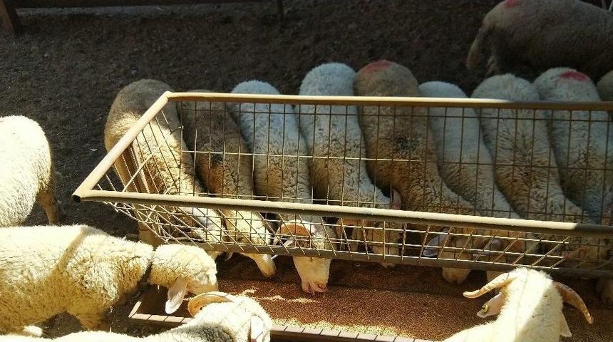 Kurbanlık Satışları Başladı