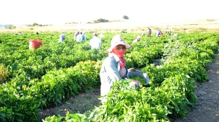 Biga’da Biber Hasadı Başladı