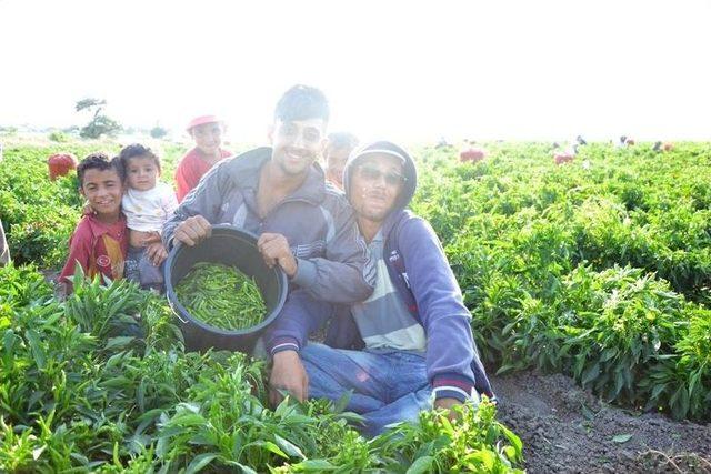 Biga’da Biber Hasadı Başladı